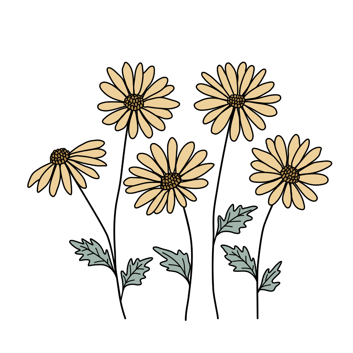 Daisies