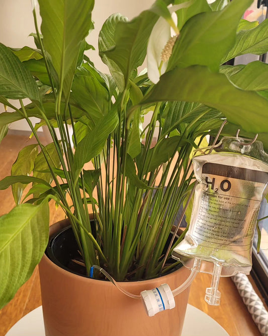 Plant H20 Hydration Bag